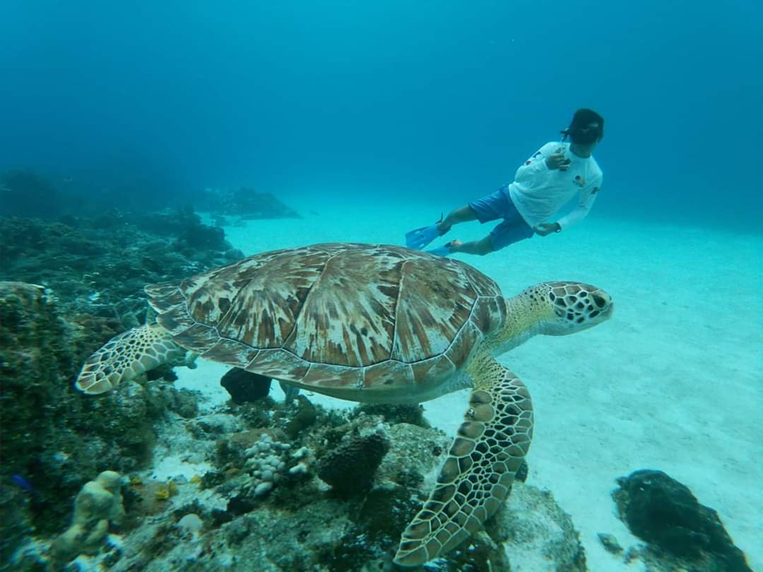 Cozumel: Snorkel adventure at el Cielo & 2 reefs