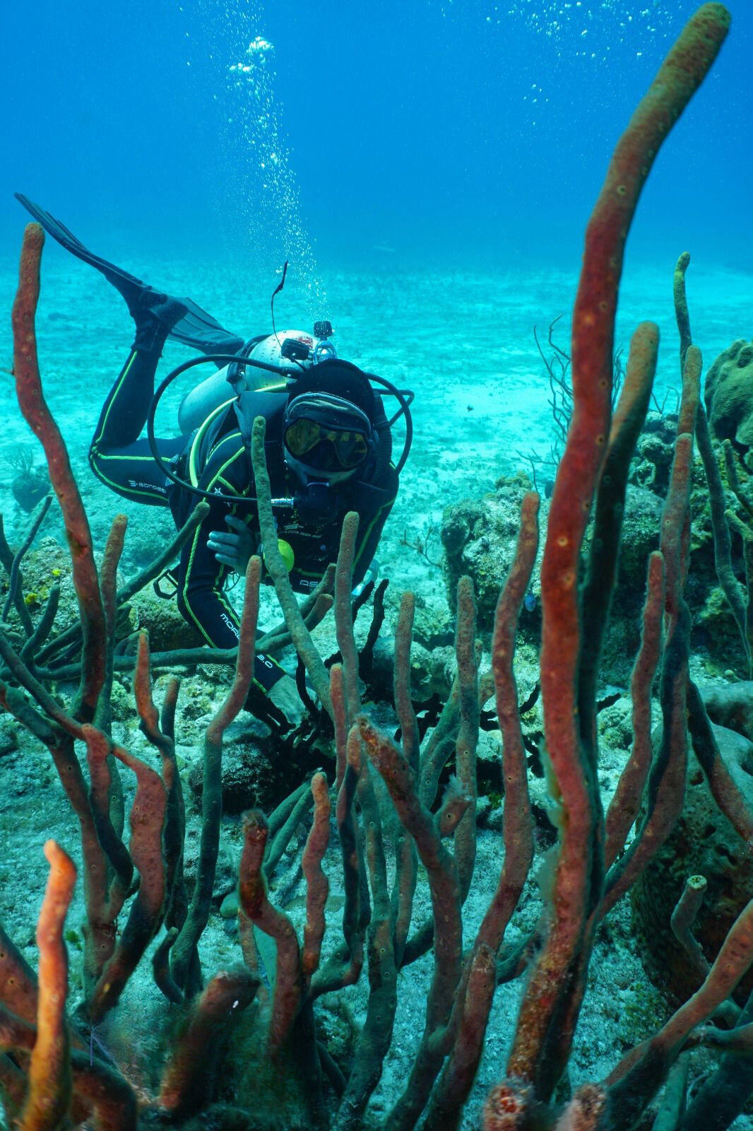 Cozumel: Discover Scuba Diving Plus for Beginners