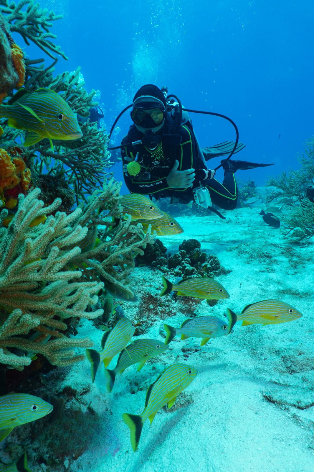 Cozumel: PADI Open Water Diver Certification