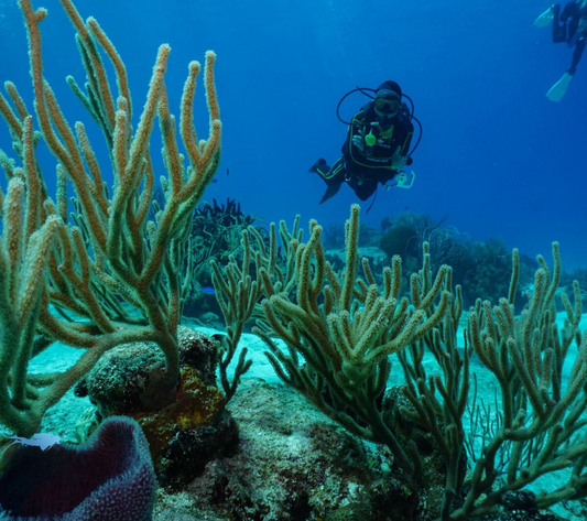 Cozumel: Discover Scuba Diving for Beginners